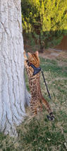 Bengal Cat