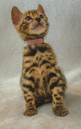 Bengal Kitten