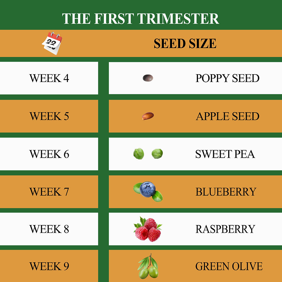 Weekly development during first trimester
