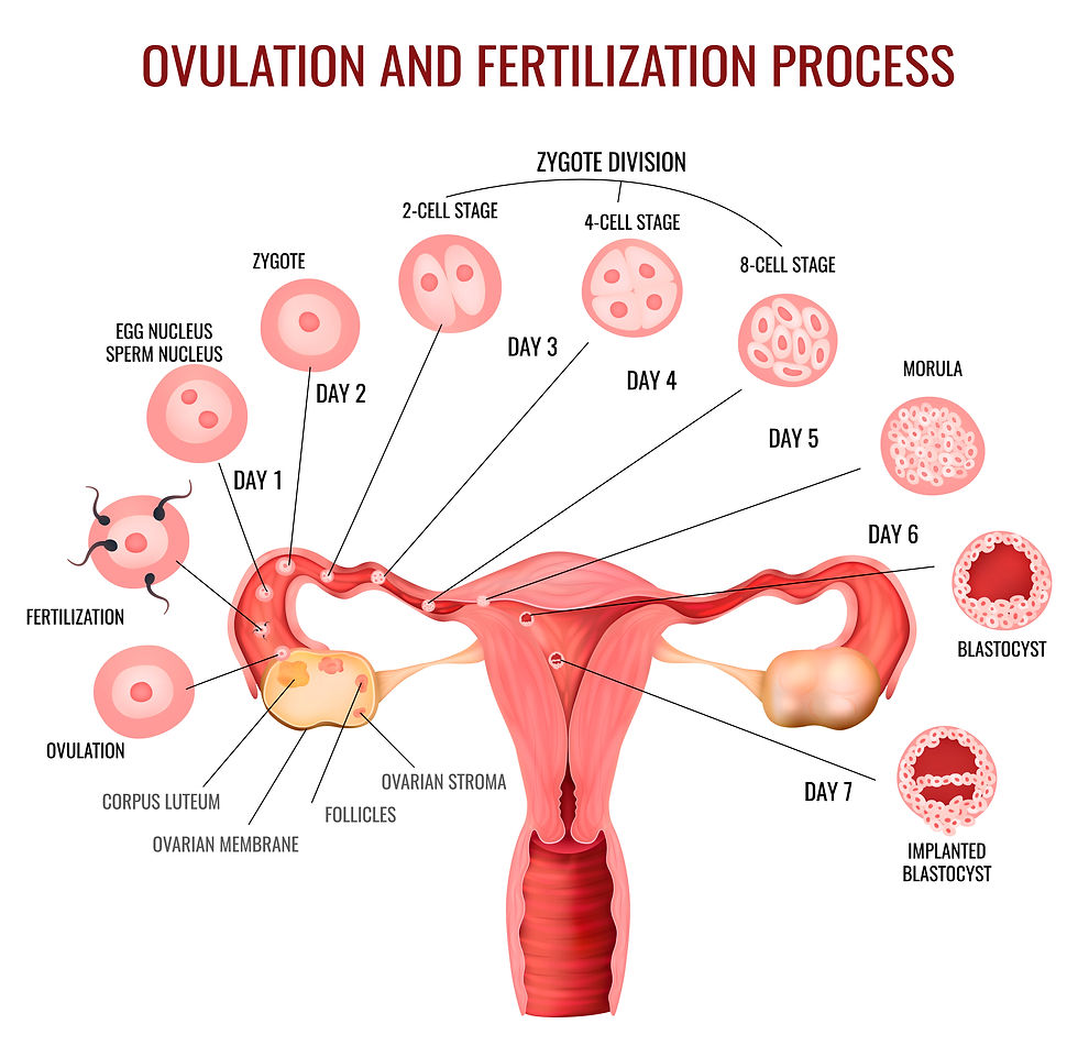 Ovulation and fertilization process