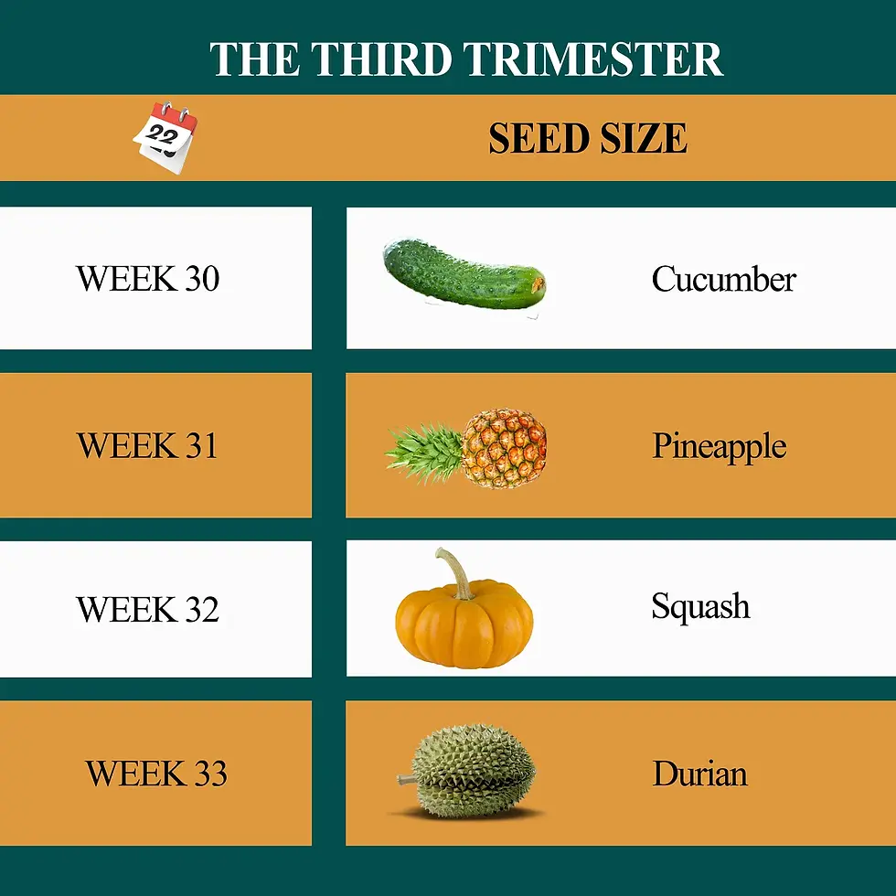 Week by week development at the third trimester