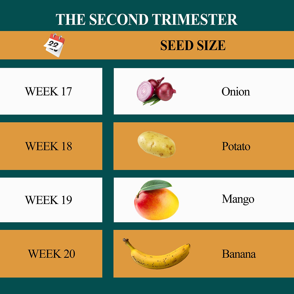 Weekly development during second trimester