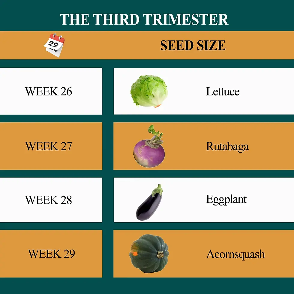 Week by week development at the third trimester