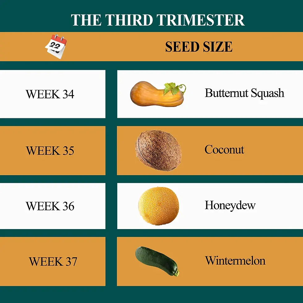 Week by week development at the third trimester