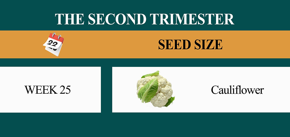 Weekly development during second trimester