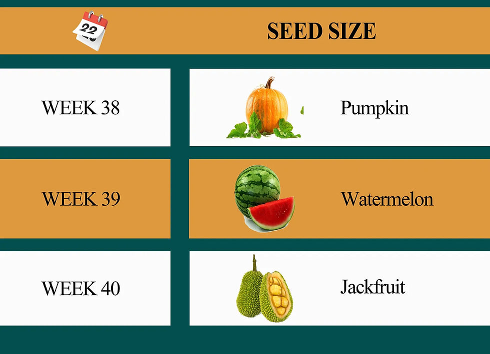 Week by week development at the third trimester