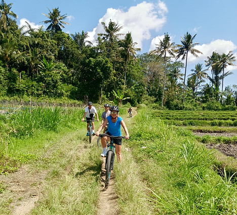 family on mountain bikes in the rice fields