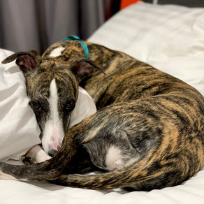 Travelling with your Whippet