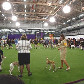 Dog Shows!