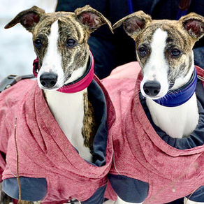 The 10+ Commandments of Whippet Ownership