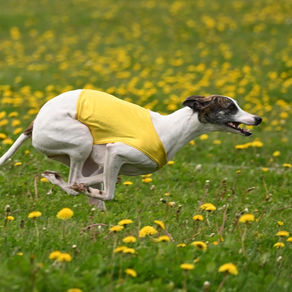 Lure Coursing
