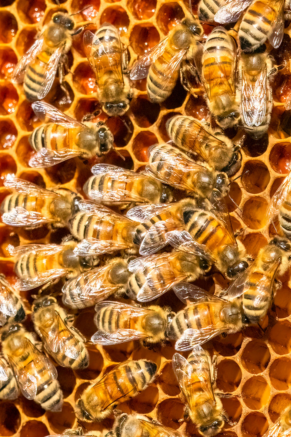 Chester, Ca. Fall _22 Bees And Honey Tight