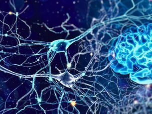 the neuroplastic nature of the human brain