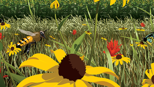 Nature Conservancy - cover