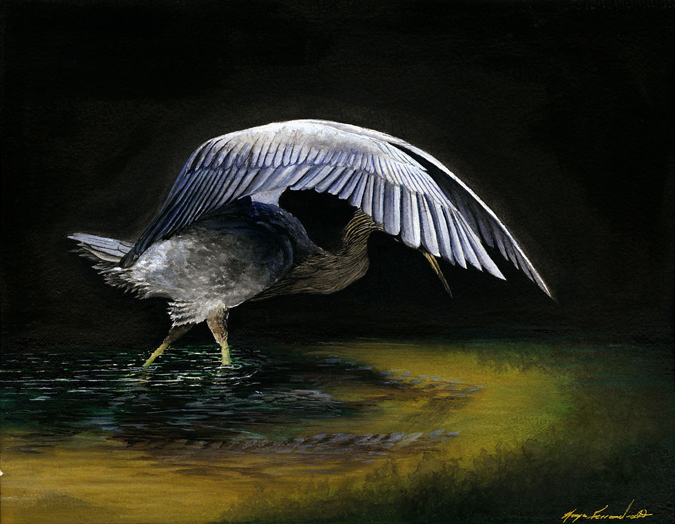 Thumbnail: I am not a Pelican, too Limited Edition