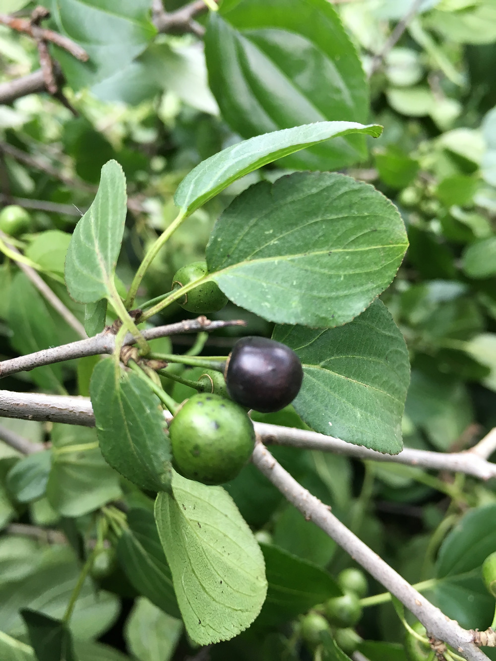 buckthorn berries and leaves