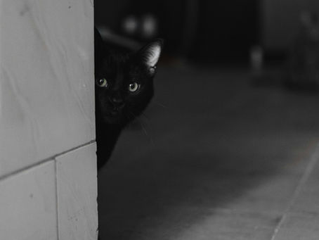 Cat peeking around corner