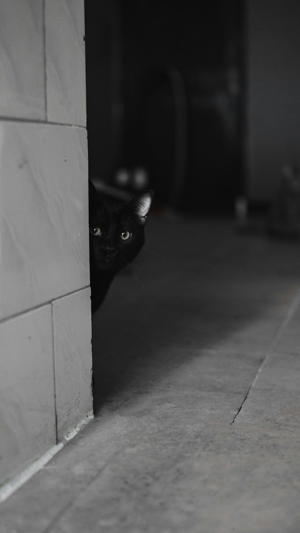 Cat peeking around corner