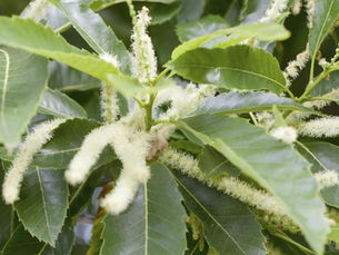 🌳 10 Δέντρα που χρειάζονται επικονιαστή για να δώσουν καρπό