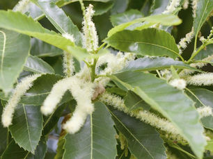 🌳 10 Δέντρα που χρειάζονται επικονιαστή για να δώσουν καρπό