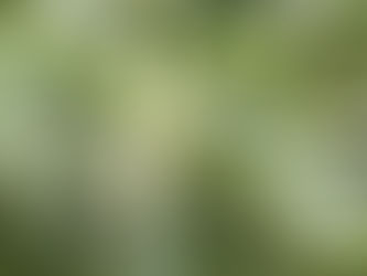 🌳 10 Δέντρα που χρειάζονται επικονιαστή για να δώσουν καρπό