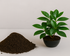 Soils for all plant needs