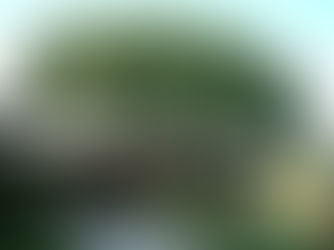 10 δέντρα κατάλληλα για κήπο και σκιά.