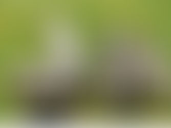 ⚠️ Μαύρος Ακανθώδης Αλευρώδης (Aleurocanthus spiniferus): Η νέα απειλή για εσπεριδοειδή και καλλωπιστικά στην Ελλάδα