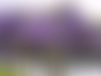 10 Αναρριχώμενα φυτά για πυκνή σκιά