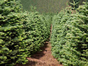 5 + λόγοι για την αγορά φυσικού ελάτου.