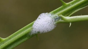 Foamy Flea on Plants: What is Foam and How to Treat It