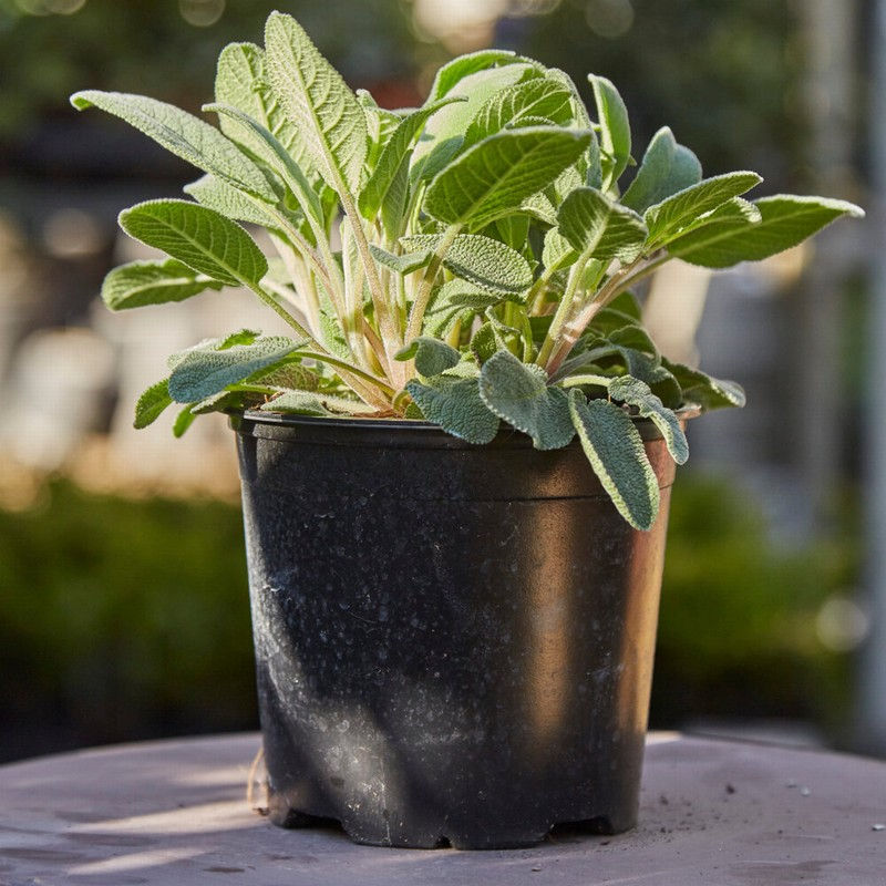 Το φασκόμηλο, επίσης γνωστό ως Salvia officinalis, είναι ενα βότανο που χρησιμοποιείται εδώ και αιώνες για τις θεραπευτικές του ιδιότητες και τη γαστρονομία. Με τα αρωματικά του φύλλα και τη μοναδική γεύση, το φασκόμηλο προσθέτει έναν εκλεπτυσμένο χαρακτήρα σε πολλά πιάτα. Εκτός από τη χρήση του στη μαγειρική, το φασκόμηλο έχει επίσης φαρμακευτικές ιδιότητες. Θεωρείται ότι έχει αντιοξειδωτικές ιδιότητες και μπορεί να χρησιμοποιηθεί για να βελτιώσει την πέψη και την υγεία του εντέρου. Επιπλέον, τα αιθέρια έλαια που περιέχει μπορεί να έχουν και αντιμικροβιακές ιδιότητες. Μπορείτε να απολαύσετε το φασκόμηλο σε μορφή τσαγιού, εκχυλίσματος ή ακόμα και σε αιθέριο έλαιο για αρωματοθεραπεία. Είναι ένα πολύπλευρο φυτό με πολλές χρήσεις και οφέλη για την υγεία και τη γαστρονομία, κάνοντας το ανεκτίμητο στον κόσμο της βιολογικής θεραπείας και της κουζίνας.