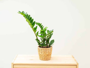 10 Φυτά Που Σας "Επιτρέπουν" Να Φύγετε Διακοπές