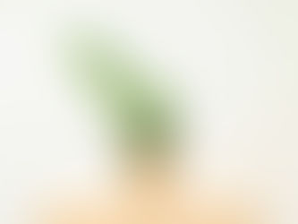 10 Φυτά Που Σας "Επιτρέπουν" Να Φύγετε Διακοπές