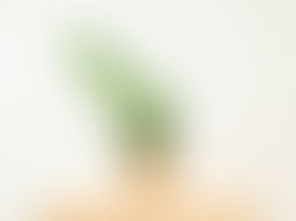 10 Φυτά Που Σας "Επιτρέπουν" Να Φύγετε Διακοπές