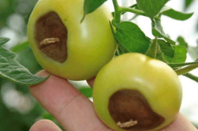 ree