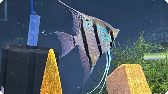 Prestige Aquatics Fish product