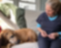 Dog | Conforting Care Veterinay Services