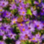 Buckeye Moth & Honey Bee on New England Aster, what is ecological landscaping