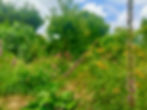 Ohio Native Prairie/Pollinator garden sits in front of an edible orchard & veggie/medicine garden