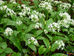 Allium ursinum : Ail des ours