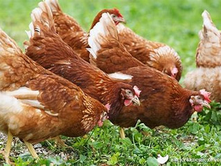 De nouvelles poules rousses arrivent!