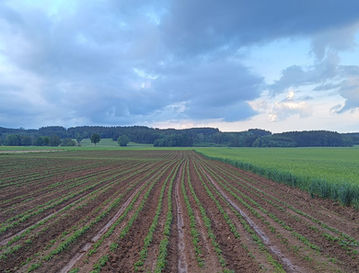 Turiel-Dämme mit Soja nach Starkregen