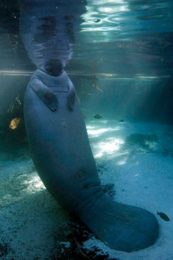 Les lamantins de Crystal River