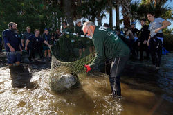 Les lamantins de Crystal River