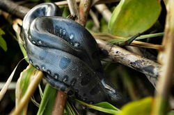 Au coeur de Yasuni - anaconda