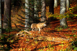L'illusion du sauvage - loups