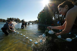 Les lamantins de Crystal River