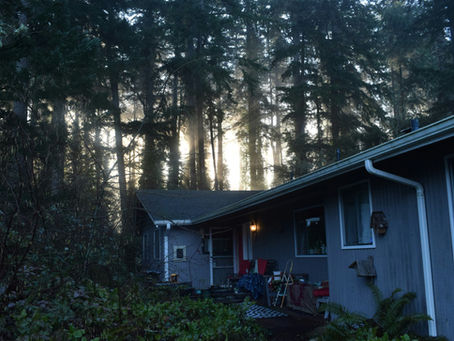 Shaded Pacific Northwest home surrounded by tall evergreen trees, creating damp conditions where roof moss can grow.
