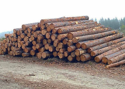 Pine logs stacked at log yard